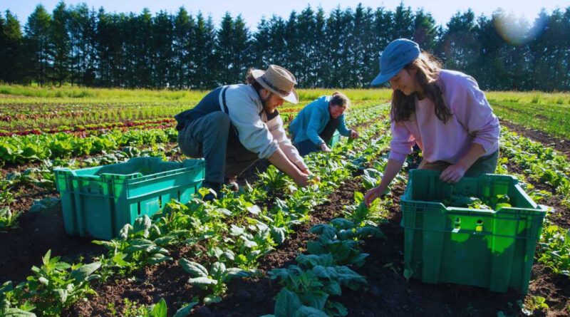 Vegetable Farm Worker Jobs In Canada