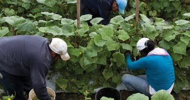 Farm worker Jobs in Canada