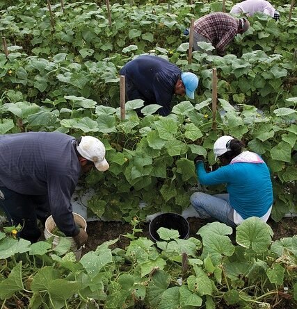 Farm worker Jobs in Canada