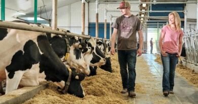 Dairy Farm Assistants in NZ