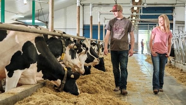 Dairy Farm Assistants in NZ